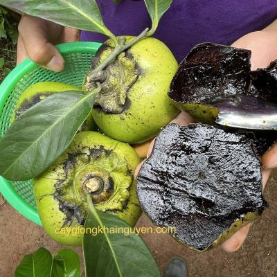 HỒNG SÔ CÔ LA - HỒNG ĐEN INDO